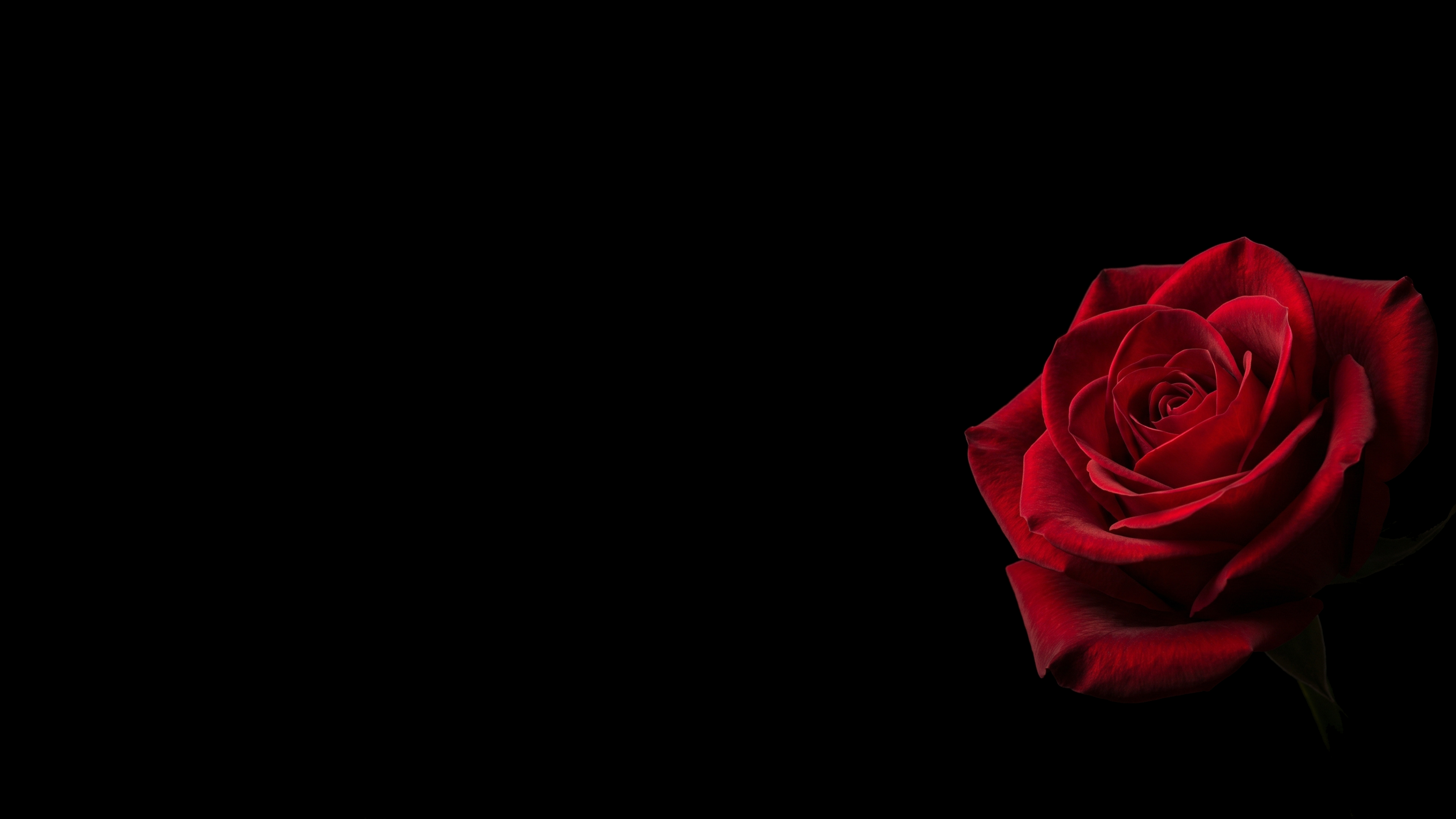 Crimson Rose Emerging Black Void